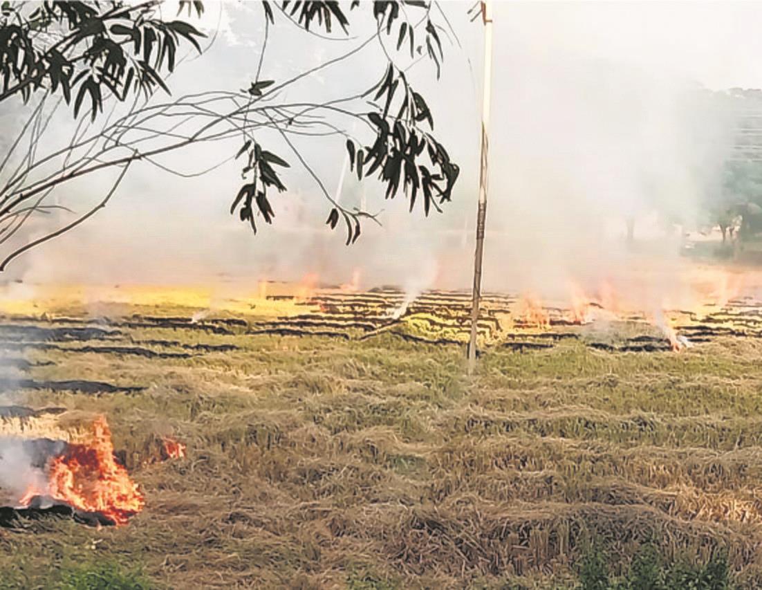 Farm fires down 38% in Haryana