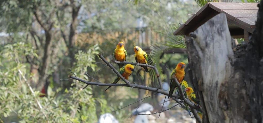 Chandigarh Bird Park a visitors’ delight