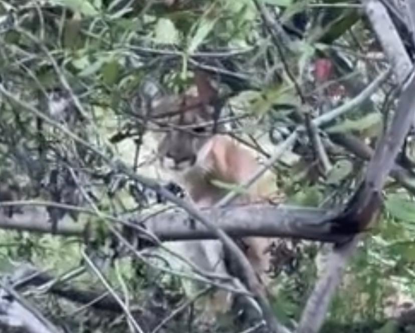 Watch: Mountain lion comes face-to-face with two climbers in 2-minute chilling encounter