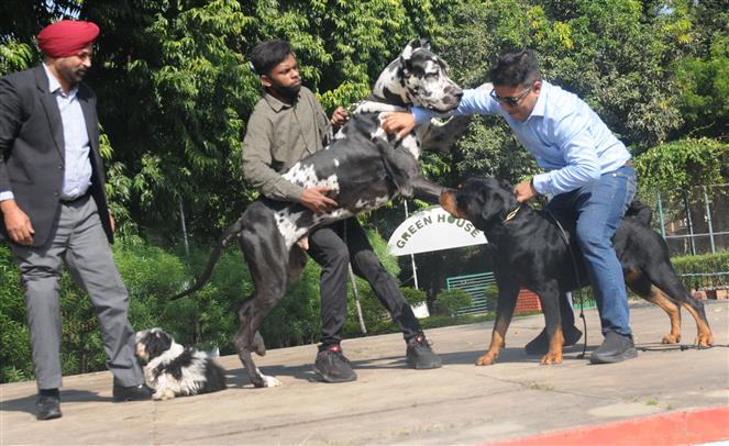 Third edition of Panchkula Dog Show on Sunday