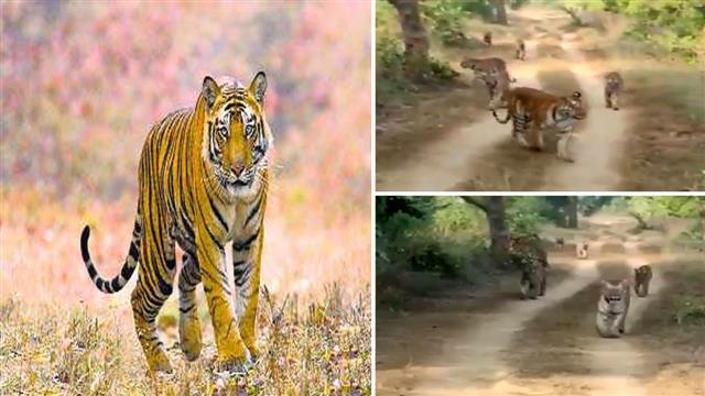 Must watch: Randeep Hooda shares a breathtaking video of six tigers walking together at a wildlife sanctuary
