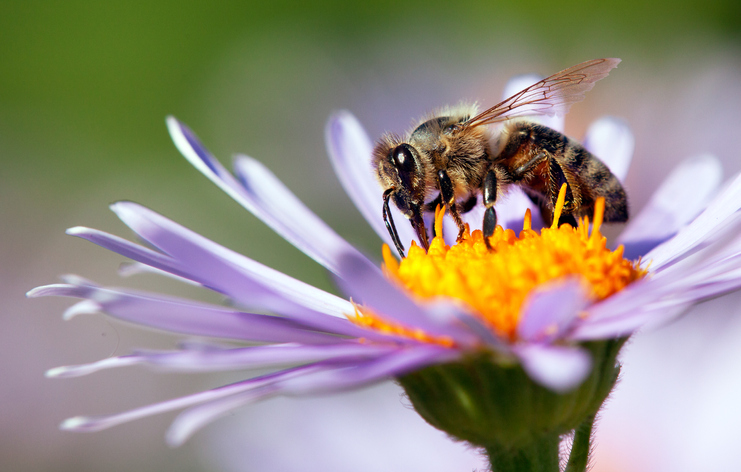 Just like how humans recognise faces, bees are born with an innate ability to find and remember flowers
