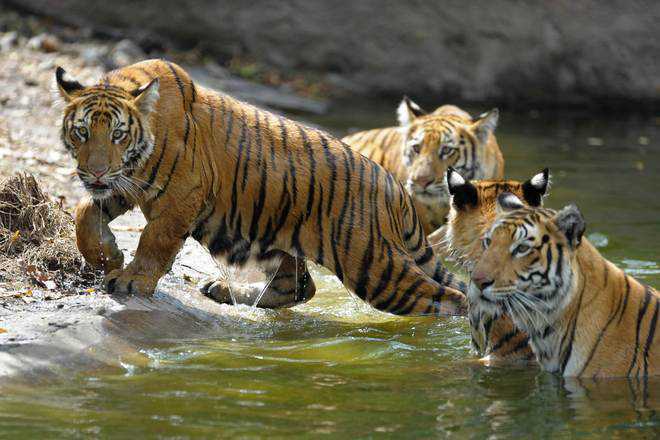 Uttarakhand top forest officials transferred over irregularities in Corbett Tiger Reserve