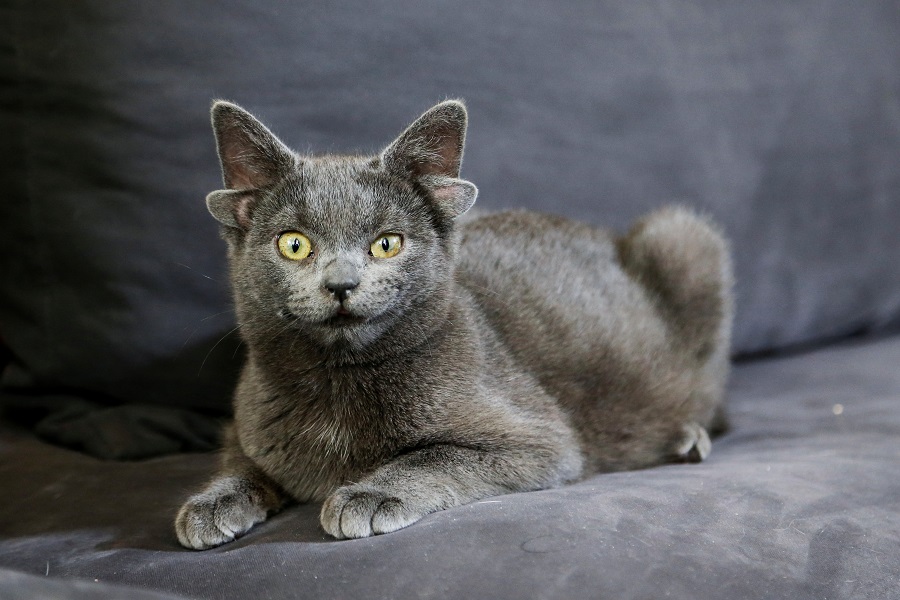 Ear-resistable Turkish cat Midas becomes internet sensation : The Tribune  India