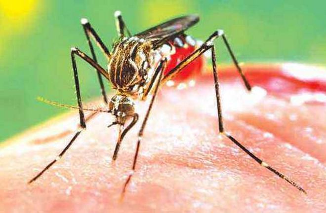 Dengue stings 47 more in Mohali