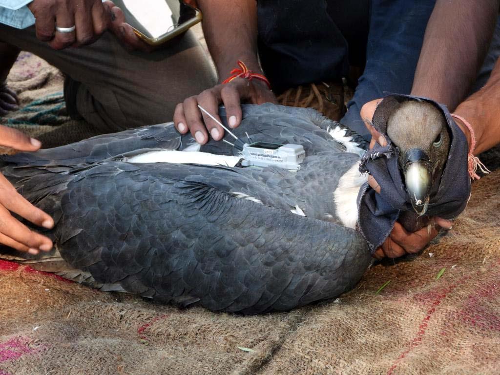 As vulture count dips, study begins in Pong reservoir