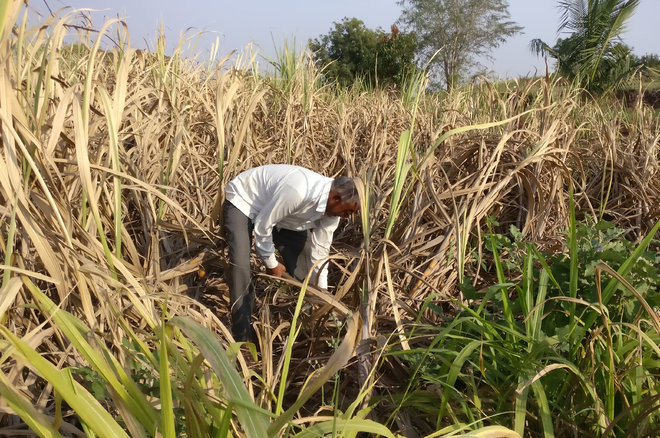 Sugarcane crop under pest attack in Punjab, yield down