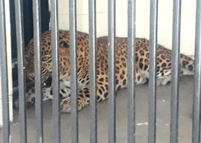 No vet at Bathinda's Bir Talab Zoo, leopard project stalled