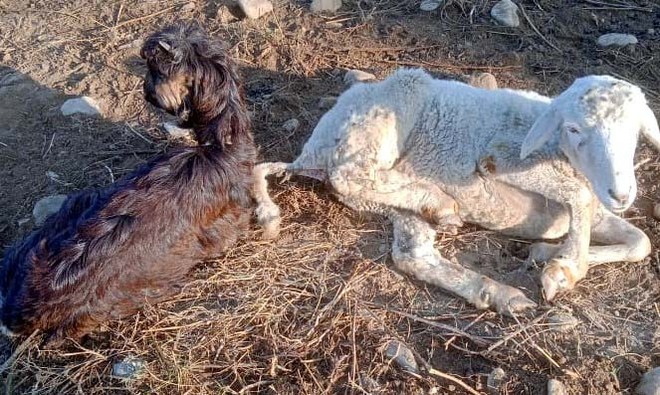 Goats, sheep hit by foot and mouth disease in Kangra