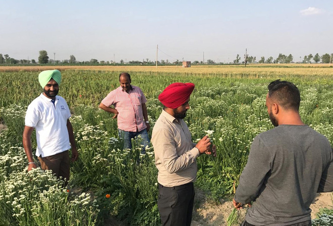Amritsar: Youth turns Naag Kalan into a floriculture hub