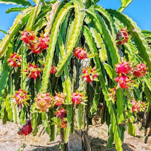 Dragon fruit cultivation project launched in Una