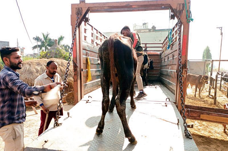 Yamunanagar-Jagadhri MC begins drive to catch stray cattle