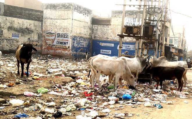 Poor sanitary conditions irk residents in Rohtak’s Sampla