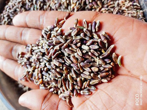 Black wheat catches Punjab farmers’ fancy