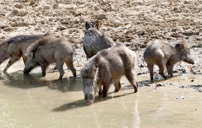 Wild boar threat keeps Punjab farmers awake
