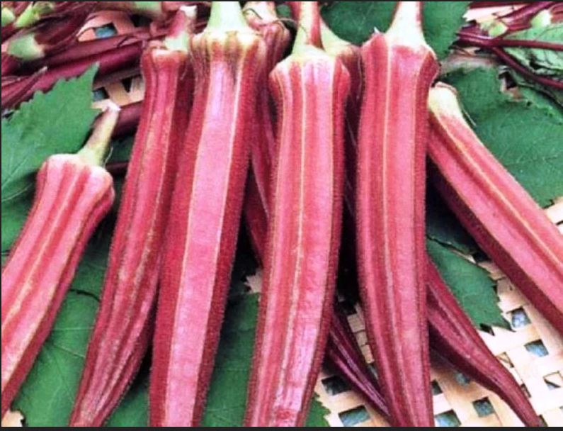 Red ladyfinger - the new superfood