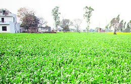 Integrated farming to increase growers' income: Himachal minister Virender Kanwar