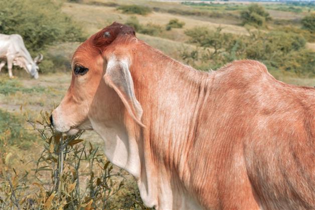 Cow in Karnataka swallows gold chain, family gets it removed surgically