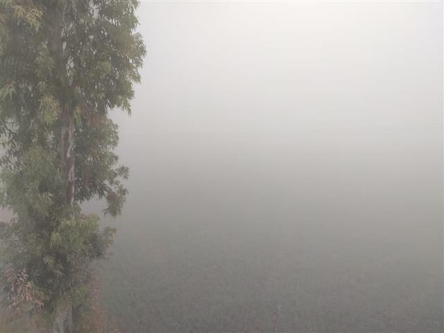 Thick blanket of fog affects normal life in Moga, Ferozepur, Fazilka, Faridkot, Bathinda