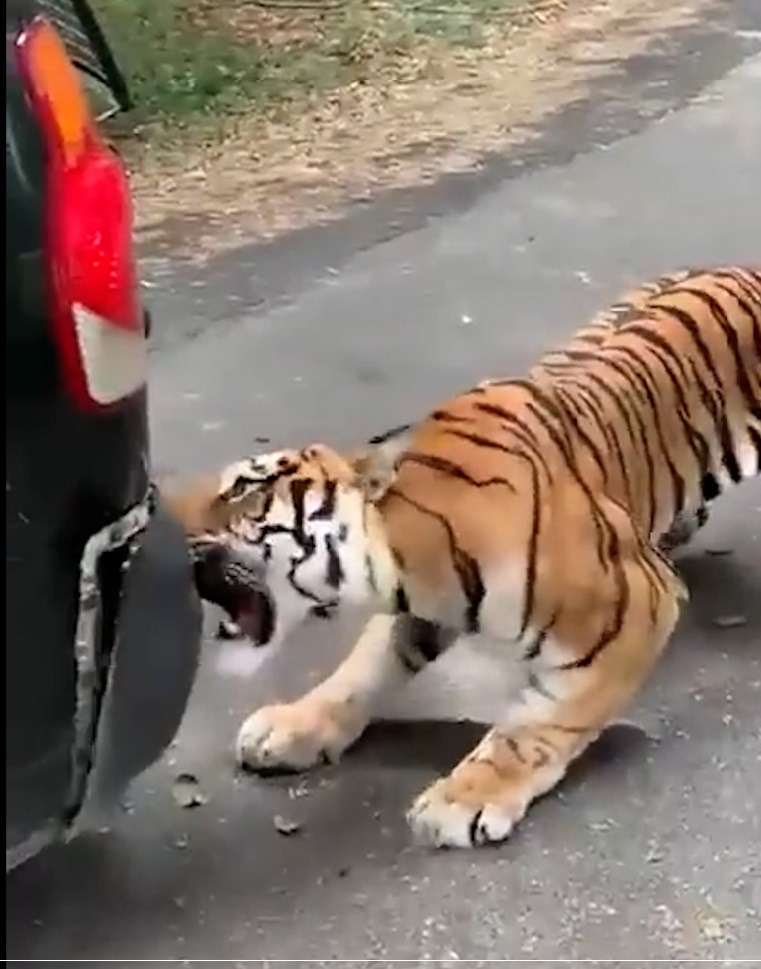 Watch: Tiger chews SUV bumper, pulls it backward in this incredible video shared by Anand Mahindra