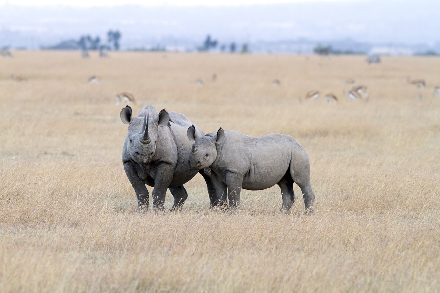 Conservancy rekindles hope for Uganda's rhino population