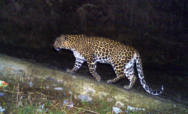Leopard scare near Kasauli