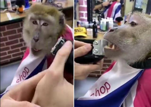 Video: Monkey goes to beauty parlour to get a shave. Try not to laugh as barber trims his beard