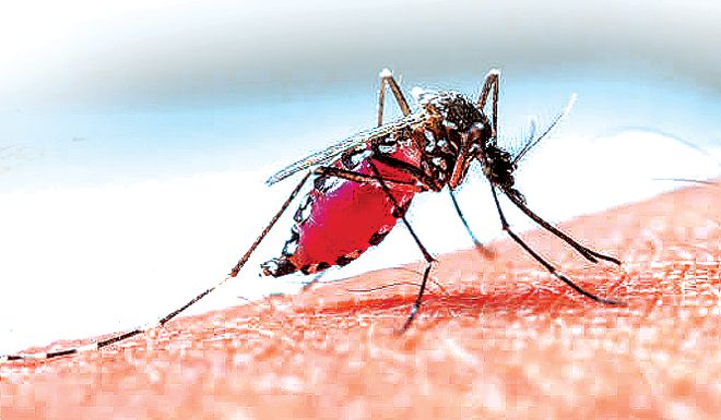 Chandigarh sees worst dengue outbreak in four years