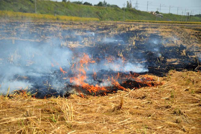 Farm fires come down by 30% this kharif season in Haryana