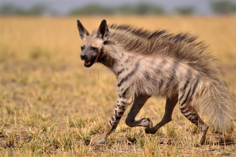 Rare striped hyena spotted in Asola Sanctuary after 2015: Officials