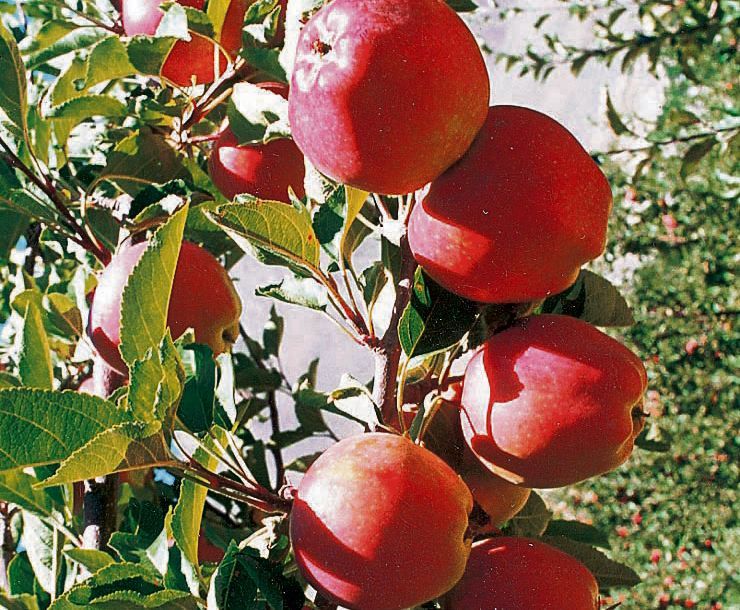 3.43 crore apple boxes produced in Himachal this year