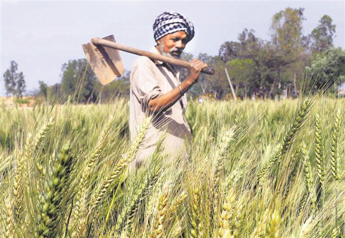 List farmers owning land beyond limit, Punjab Govt tells DCs