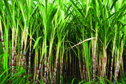 India rejects WTO report on ending sugar subsidies