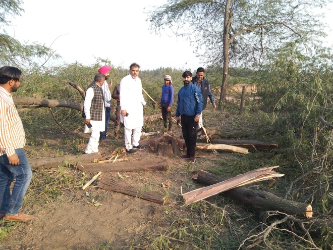 ‘Illegal’ felling of trees at Lalru: Role of civic body chief, then EO under spotlight