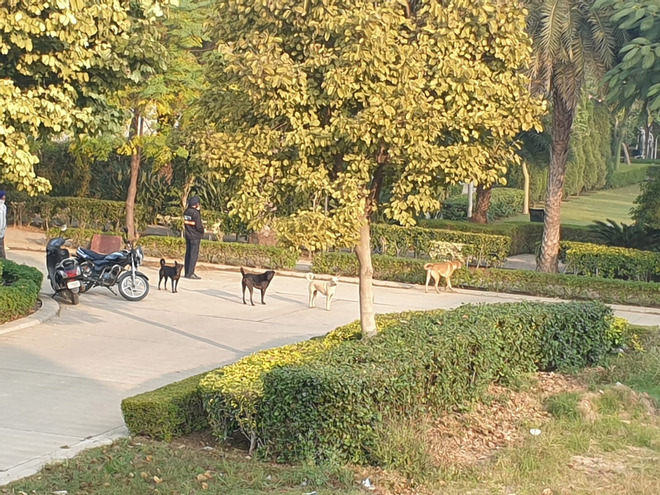 Stray dogs hound residents  of New Chandigarh society