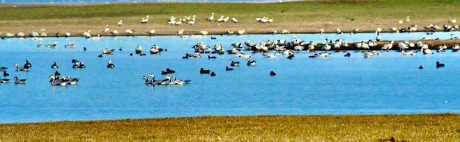 68K winged visitors arrive at Pong lake
