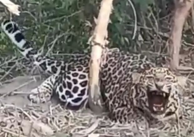 Leopard gets entangled in wire in Nurpur Bedi