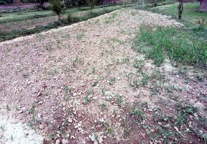 Dry spell delays crop sowing in lower Kangra