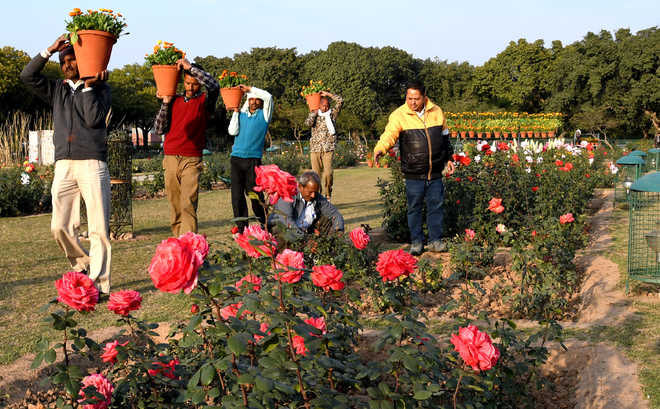 rose garden  in Chandigarh