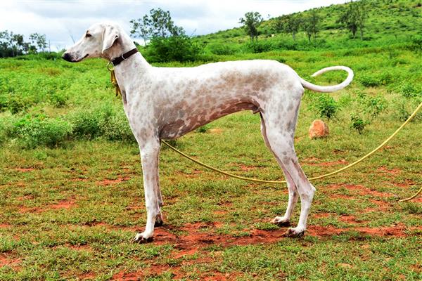 IAF gets ‘desi’ dogs to scare away birds from runways