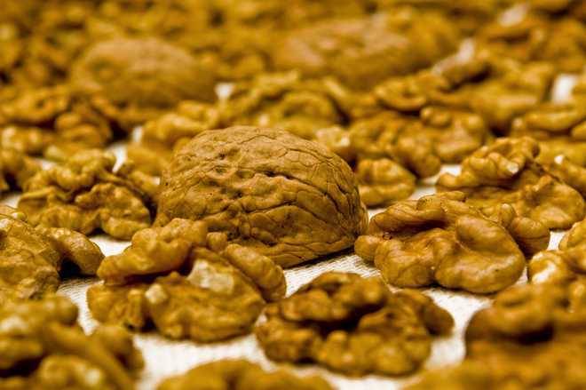 Regular walnut diet may cut symptoms of H pylori infection, animal study suggests