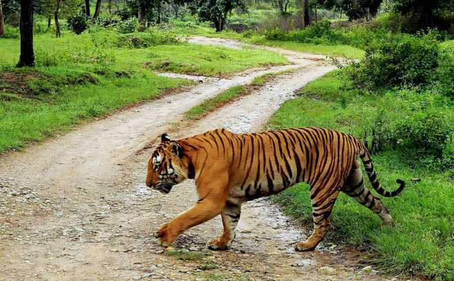 Kerala family shocked as tiger comes calling at night