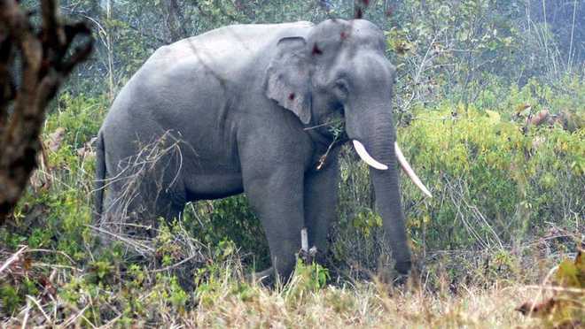 Elephant deaths in Odisha caused by bacteria: Central investigation team