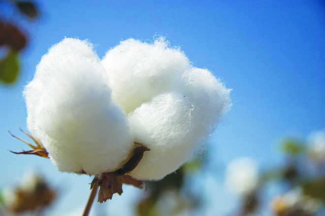 Pakistan may resume import of cotton from India: Report