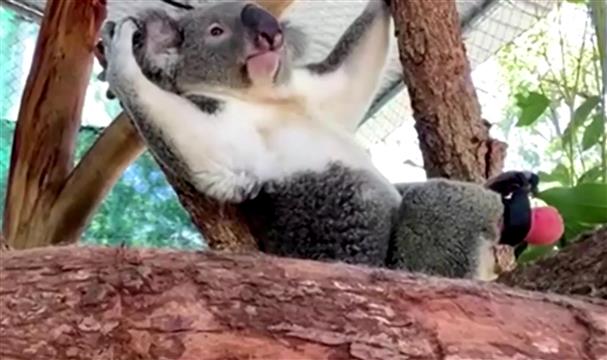 Triumph the koala climbs and runs with prosthetic foot made by Australian dentist