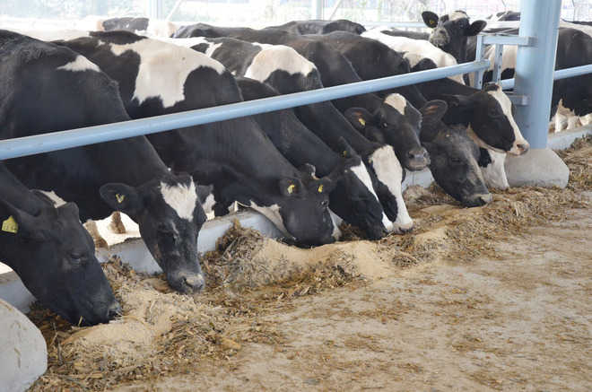 Embrace tech for better livestock management: Experts