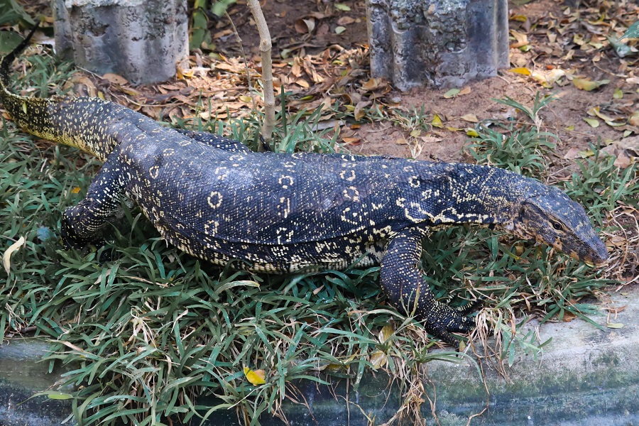 WWF-TRAFFIC launch campaign to help save monitor lizards