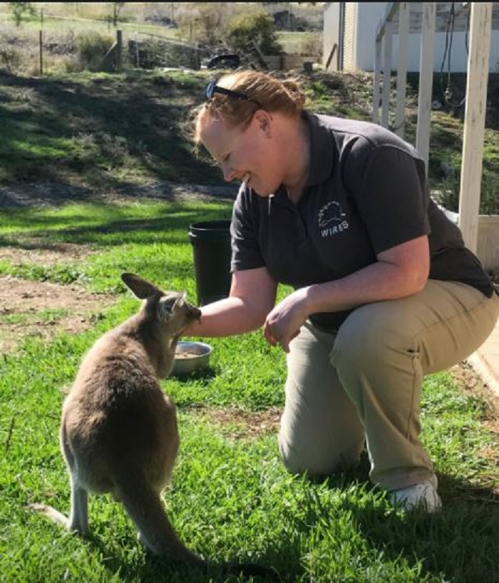 Australian carer mothers orphaned kangaroos back to health
