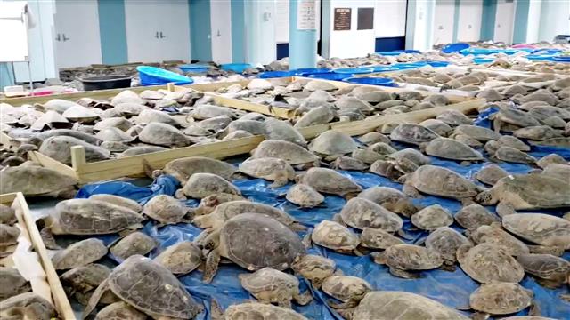 Thousands of ‘cold-stunned’ sea turtles rescued off coast of Texas