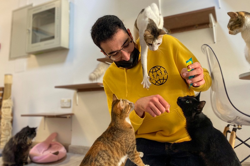 Dubai cat cafe hopes rescues will find purr-fect new homes